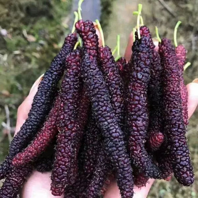 桑葚养蚕食用水果种子