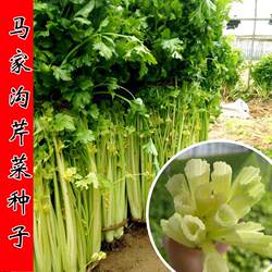 马家沟芹菜种子庭院盆栽阳台种菜蔬菜籽鲍芹四季香芹秋季冬季大田