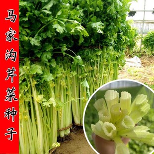 马家沟芹菜种子庭院盆栽阳台种菜蔬菜籽鲍芹四季香芹秋季冬季大田