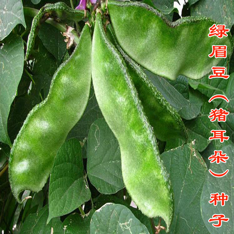 猪耳朵扁豆种子农家绿眉豆种孑蔬菜种籽四季春秋春天秋冬传统蔬菜
