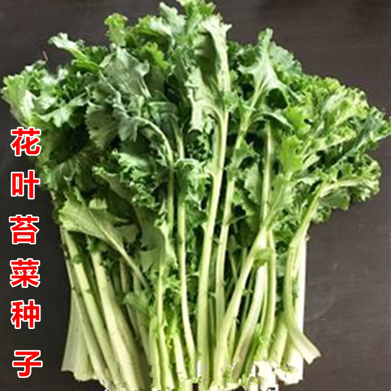 花叶苔菜种子越冬春季适合 海青菜海菜苔条耐低温四季青菜