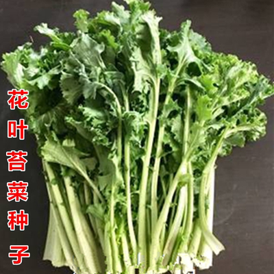 越冬春季青菜耐低温种子