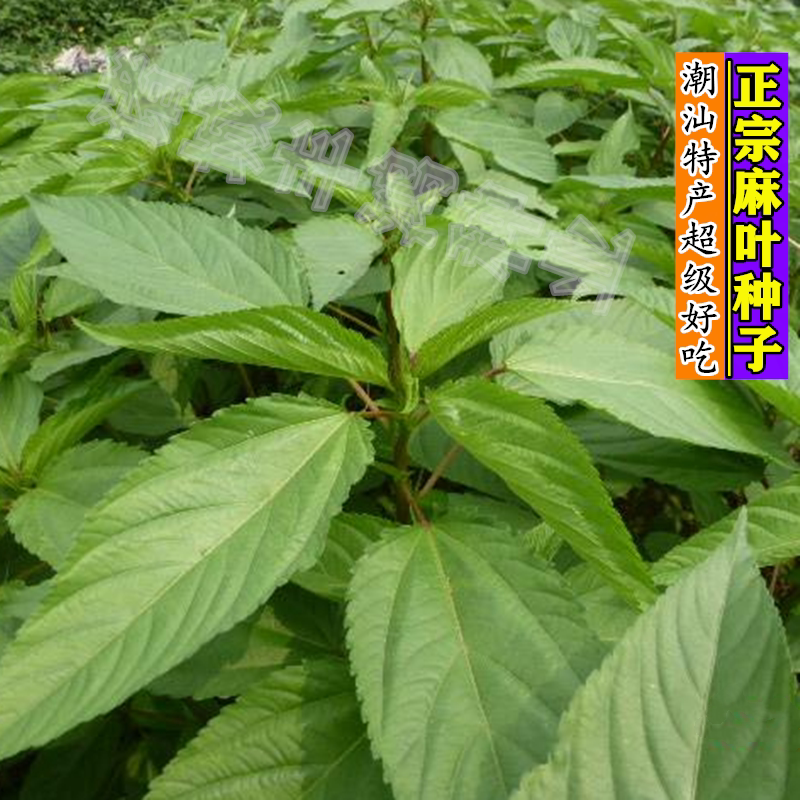 正宗埃及帝王菜种 麻婴菜用黄麻种子 四季庭院蔬菜种子麻叶菜种子