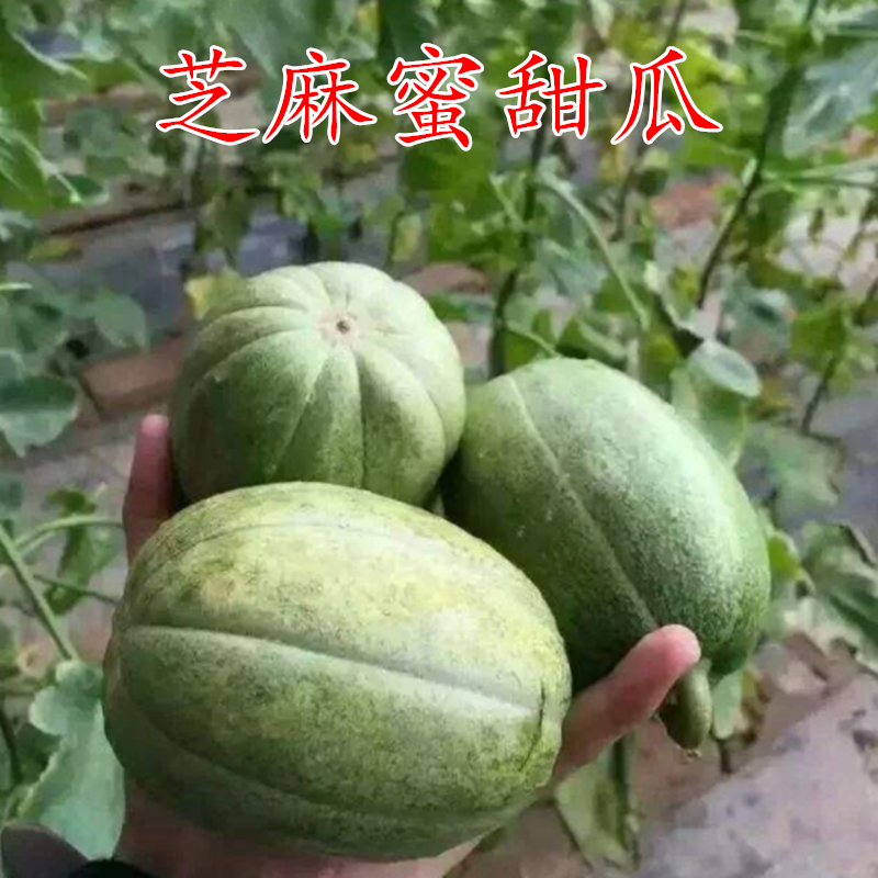 高产绿皮芝麻蜜香瓜种子蔬菜种孑绿皮红肉芝麻脆甜瓜蔬菜种孑