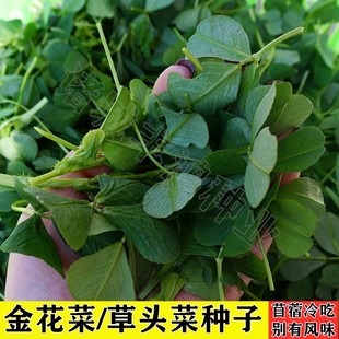 上海特产大叶金花菜种子黄花草头菜农家蔬菜食用苜蓿四季 阳台专用