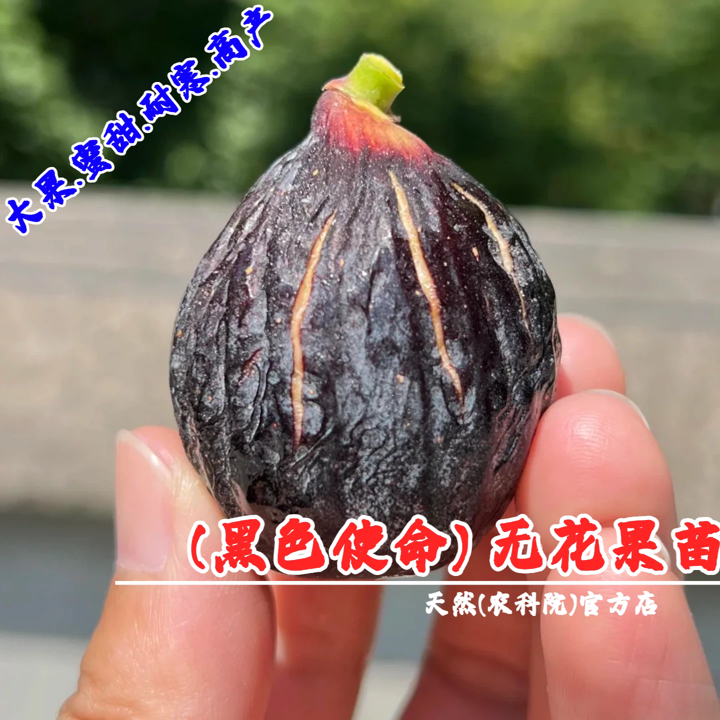 特大黑色使命无花果苗加州黑红肉紫果砂糖耐寒盆栽地栽南北方种植