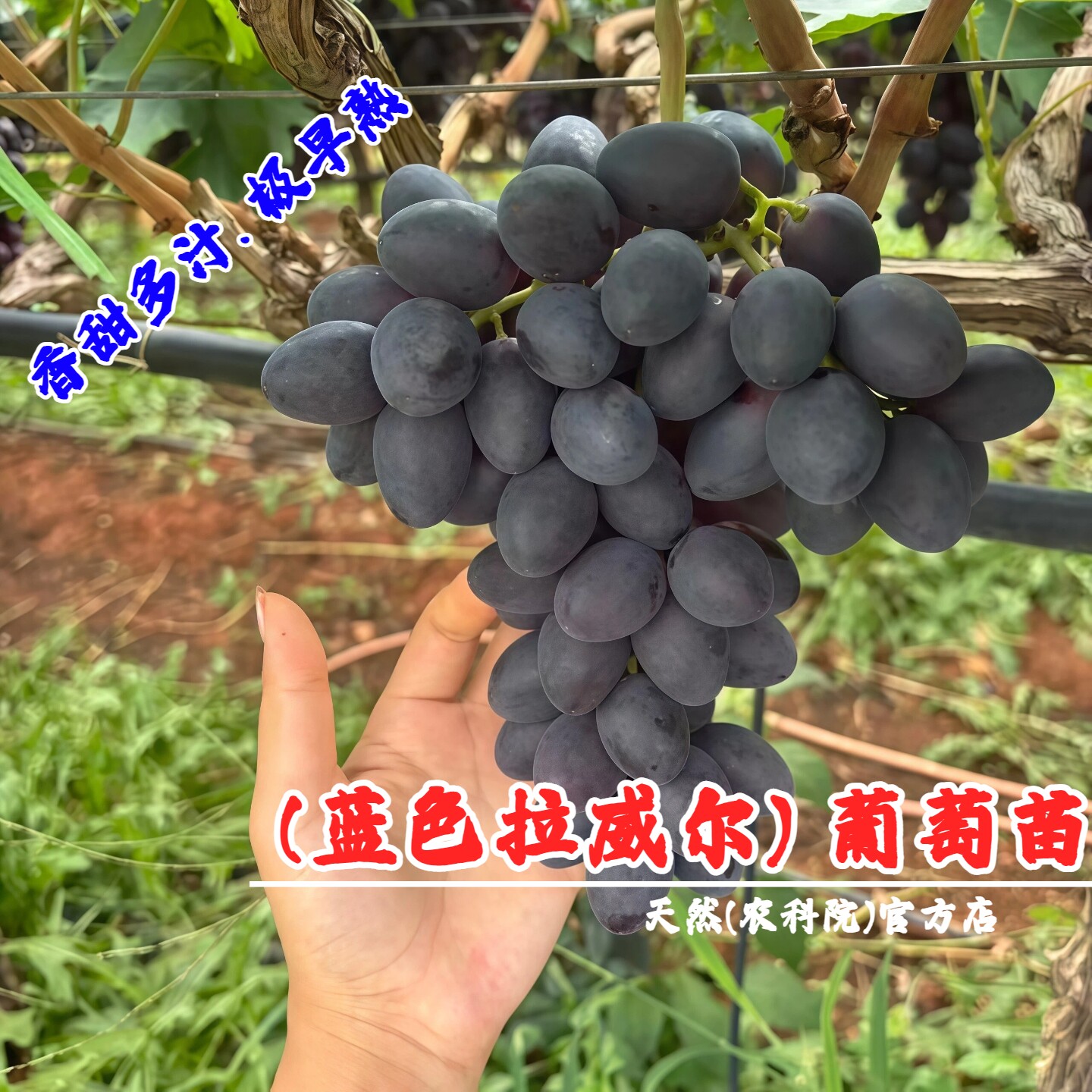 新品种无核蓝色拉威尔葡萄苗早熟无籽葡萄树苖盆栽地栽嫁接黑提树