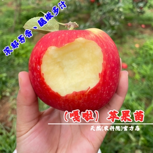 六月成熟嘎啦苹果树苗矮化盆栽庭院嫁接6月早熟苹果苗南北方种植