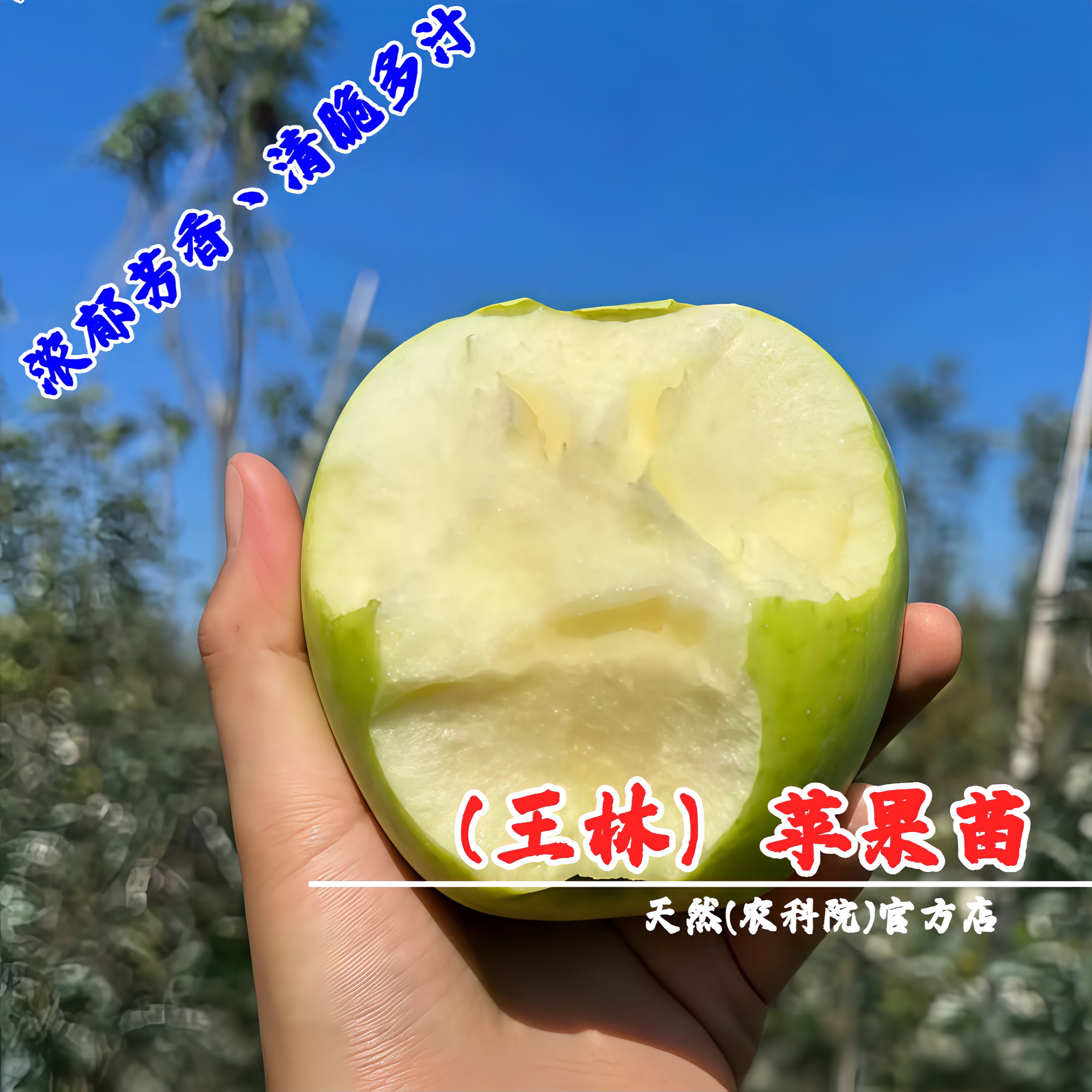 嫁接王林苹果苗矮化盆栽庭院脆甜雀斑美人青苹果树苗南方北方种植