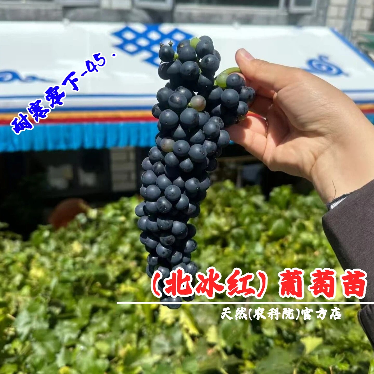 晚熟耐寒北冰红葡萄树苗盆栽庭院爬藤抗冻酿酒葡萄苗南方北方种植,鲜花速递/花卉仿真/绿植园艺,果树,淘宝优惠券,粉丝福利购,淘宝优惠卷