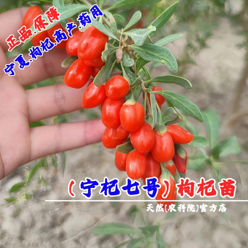 宁夏枸杞树苗耐寒枸杞果树苗南北方盆栽地栽庭院阳台种植当年结果