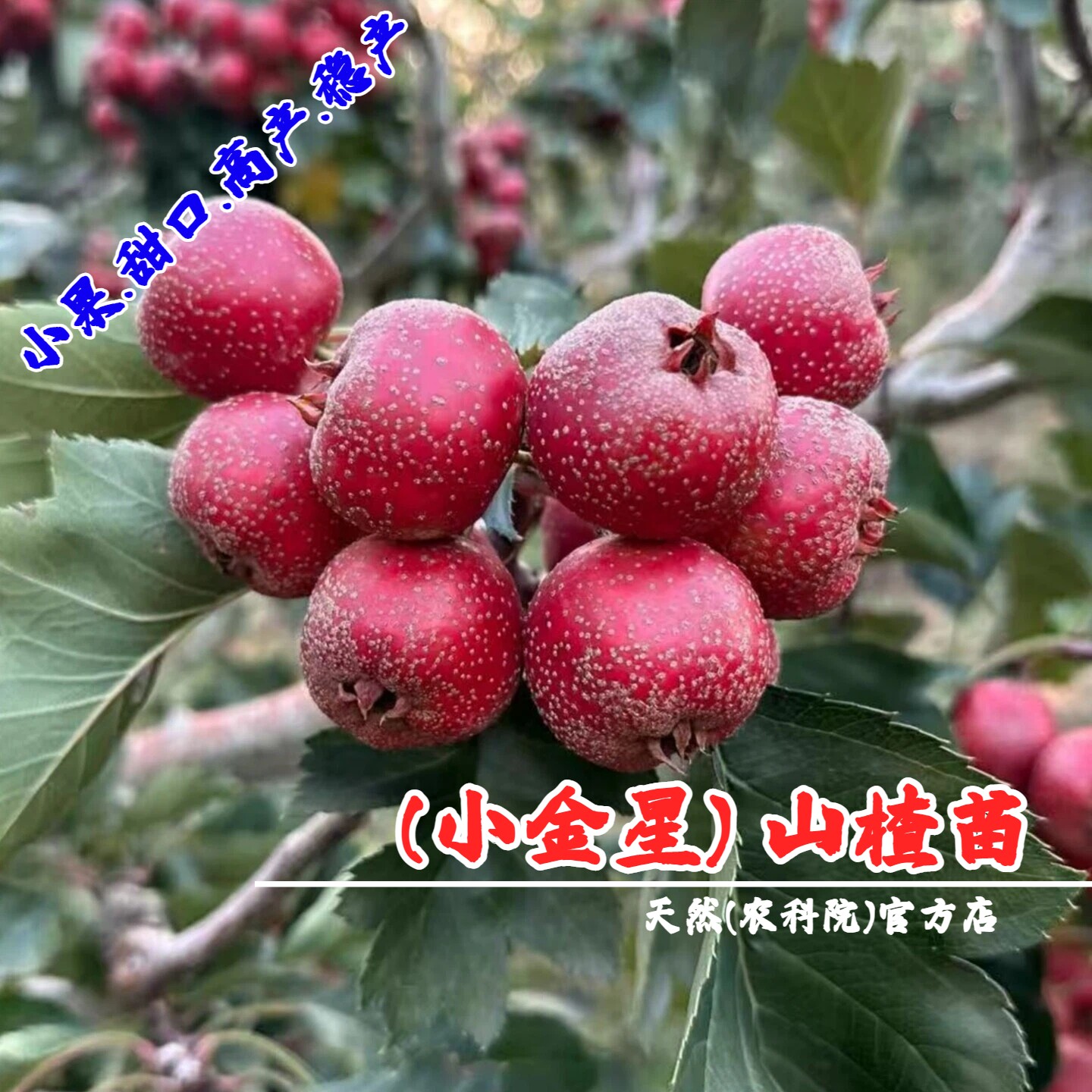 嫁接山楂树活苗甜口红肉小金星山楂苗盆栽庭院地栽果苗南北方种植