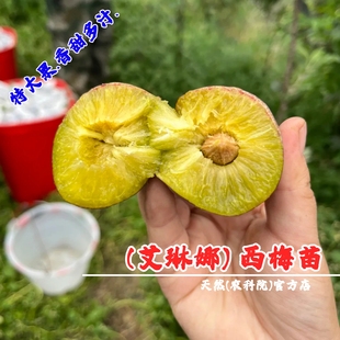 特大嫁接艾琳娜西梅树苗耐寒晚熟脆甜爱琳娜西梅树树苗南北方种植