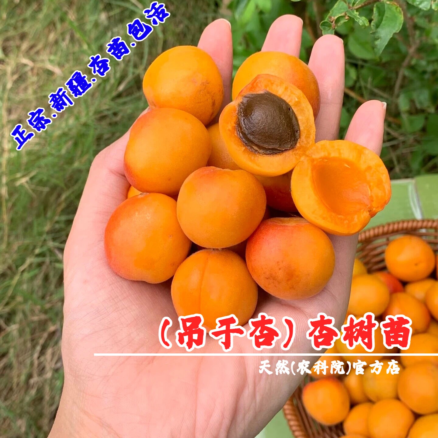 新疆吊干杏树苗嫁接小红杏果苗盆栽杏苗庭院南北方种植杏子树果苗
