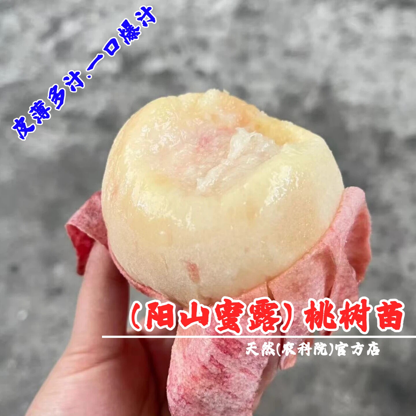 无锡阳山蜜露水蜜桃树果苗特大桃苗耐寒盆栽庭院南北方种植桃树苗