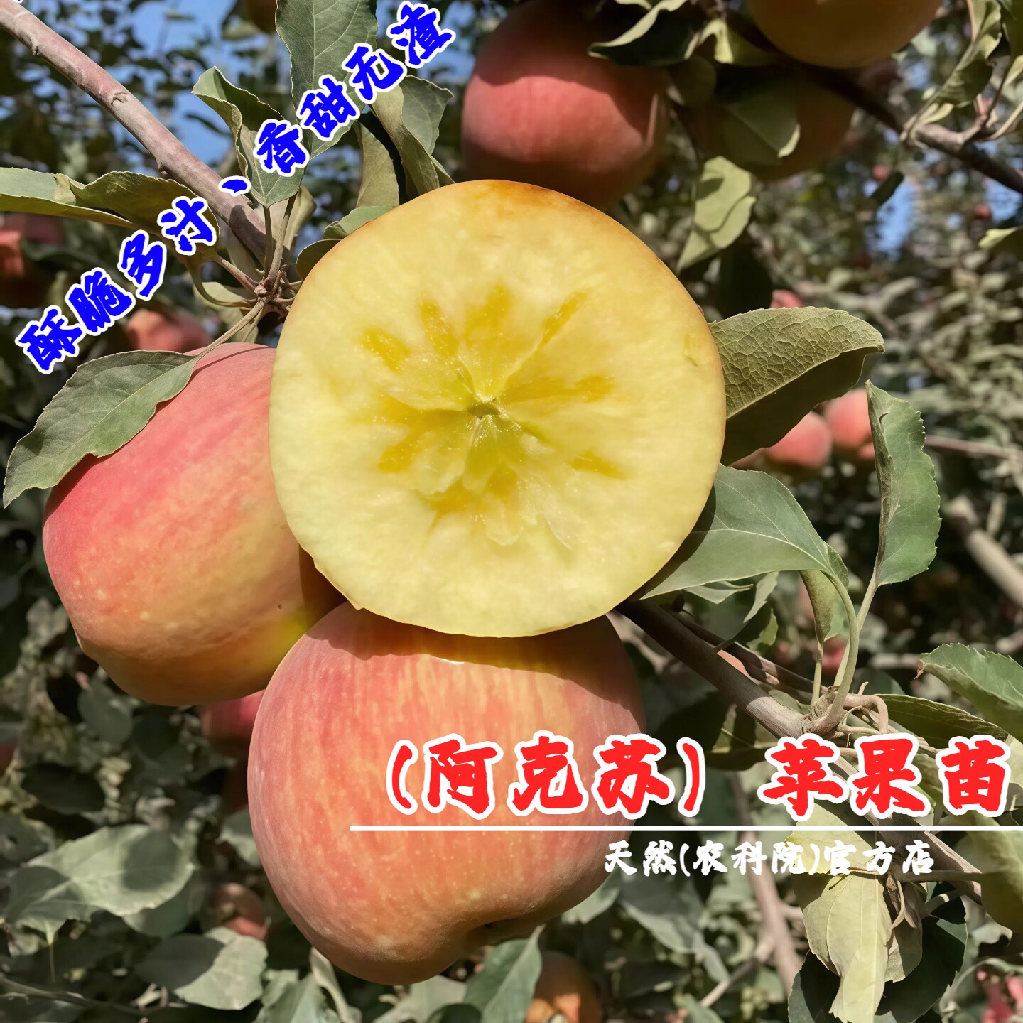 新疆阿克苏冰糖心苹果树苗嫁接脆甜抗寒南北方种植当年结果果树苗