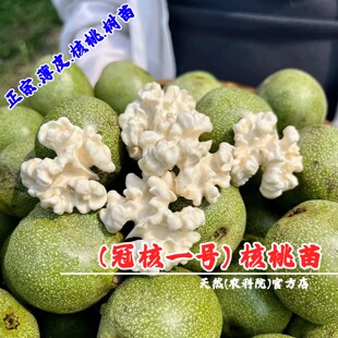 嫁接特大纸皮核桃树果苗冠核一号核桃苗南方北方种植坚果核桃树苗