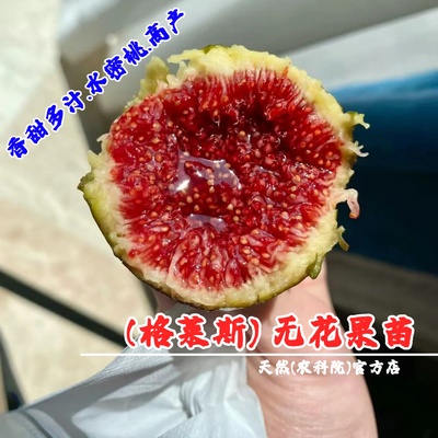 特大红肉格莱斯无花果苗糖心水蜜桃无花果树苗盆栽地栽南北方种植