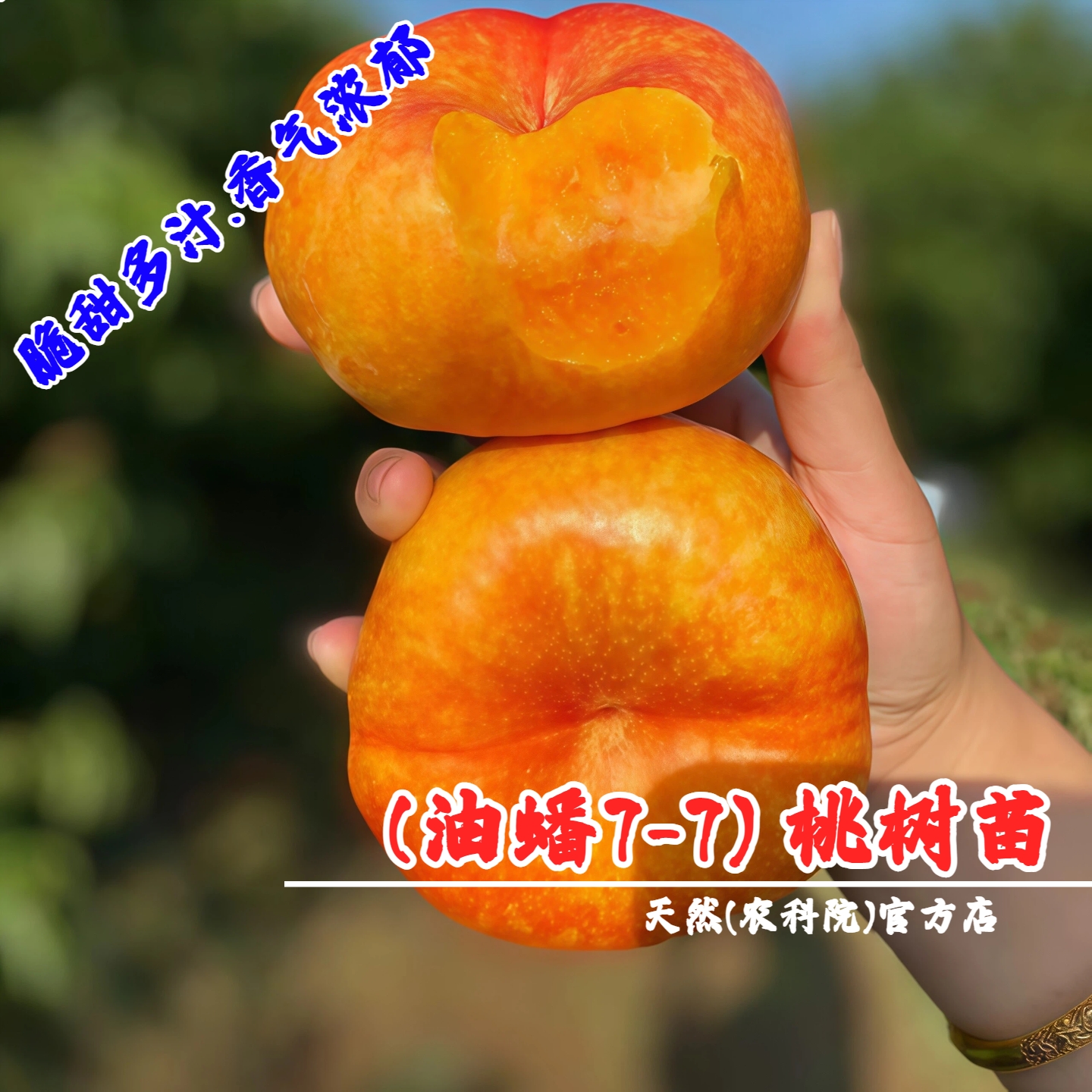 嫁接油蟠7-7油蟠桃苗彩虹油蟠桃树苗中油蟠9号黄金油蟠7-6桃子树