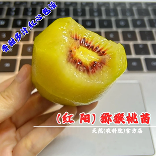 嫁接红阳猕猴桃树苗盆栽庭院地栽爬藤奇异果红心猕猴桃苗当年结果