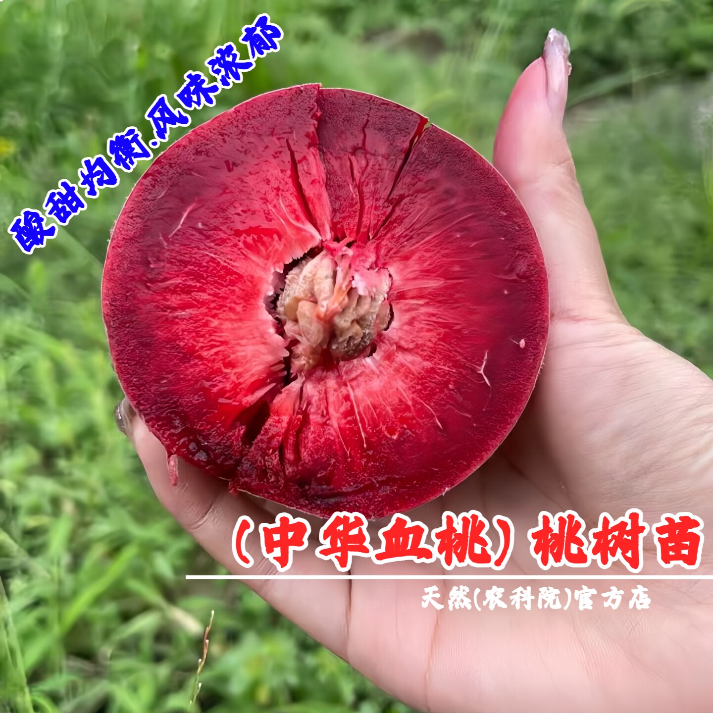 嫁接贵妃血桃苗中华红玫瑰血桃树果苗盆栽地栽特大红肉南北方种植