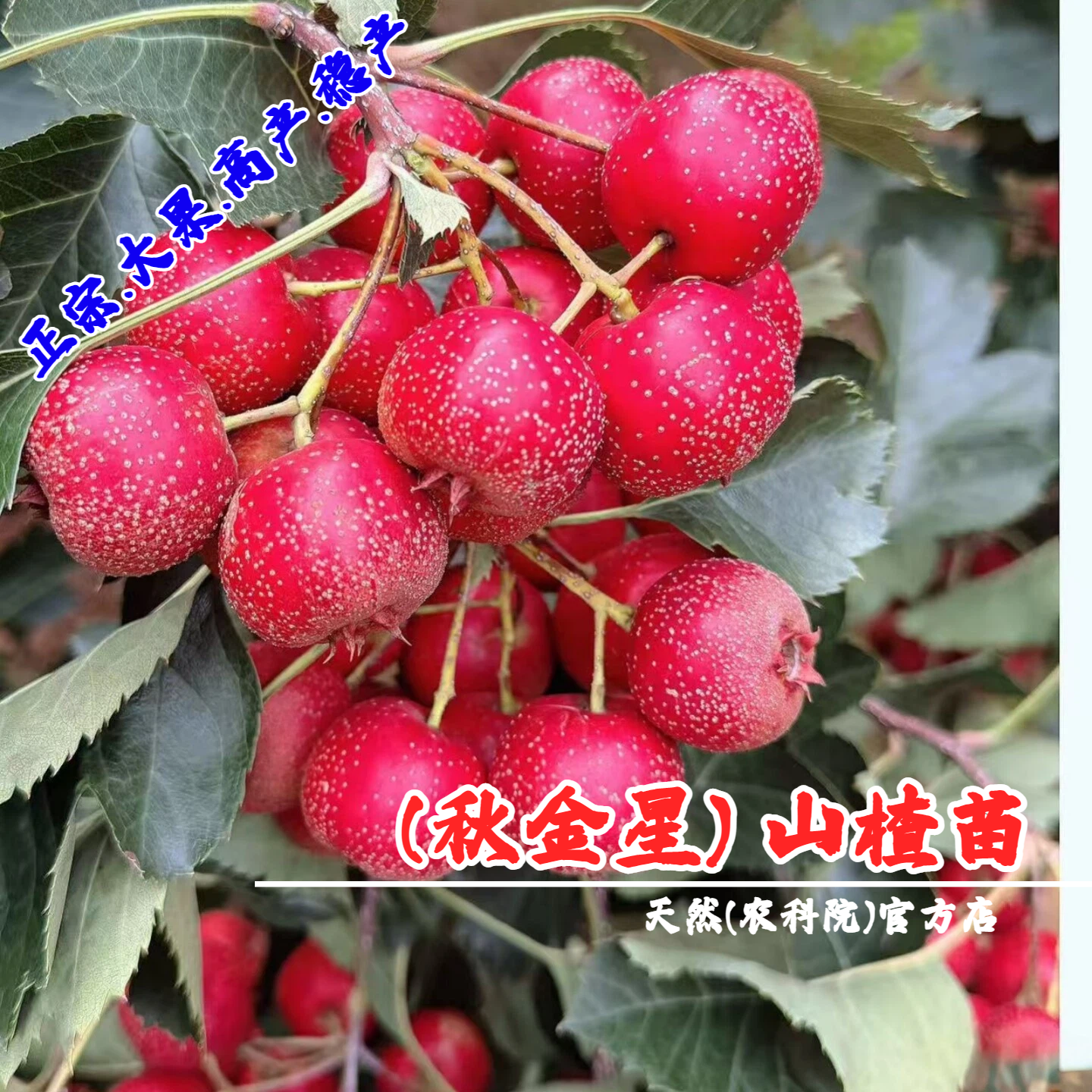 嫁接山楂树活苗秋金星山楂苗红果大金星山楂树苗庭院盆栽当年结果