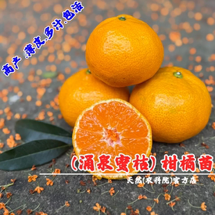 嫁接无核涌泉蜜桔树苗橘子树果苗常绿柑橘苗盆栽地栽南方北方种植