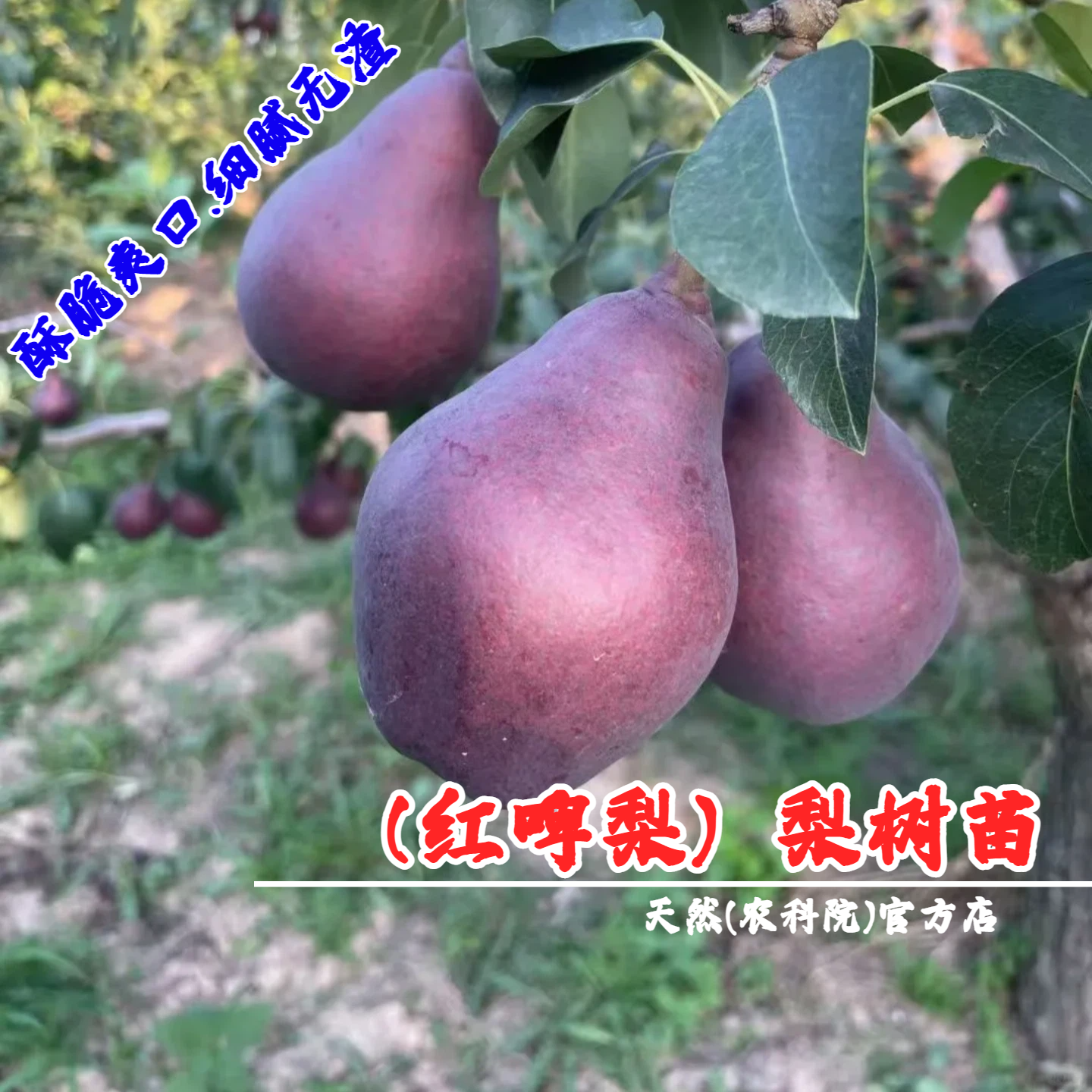 嫁接红啤梨苗软梨红皮梨啤酒梨树苗盆栽庭院地栽香蕉梨南北方种植