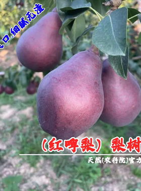嫁接红啤梨苗软梨红皮梨啤酒梨树苗盆栽庭院地栽香蕉梨南北方种植