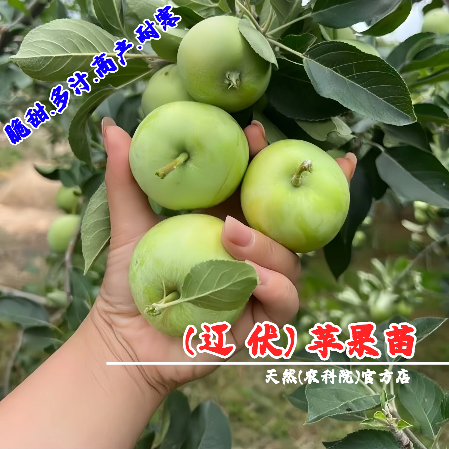 东北辽伏苹果苗耐寒伏果青苹果树苗盆栽矮化庭院抗冻南方北方种植