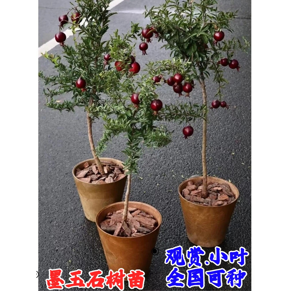 观赏墨玉石榴树苗盆景地栽阳台抗寒小叶墨石榴苗盆栽北方南方种植