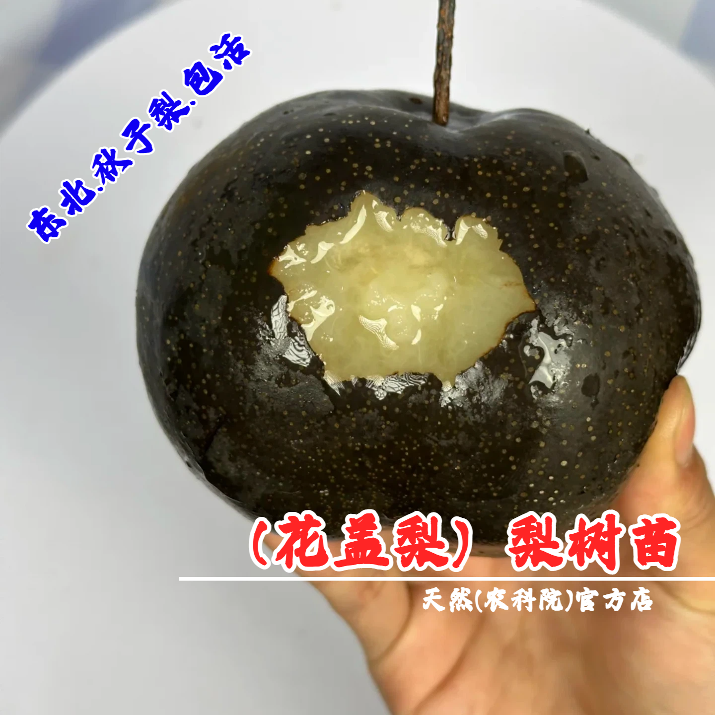 东北耐寒冻梨花盖梨树苗酸甜黑梨抗冻山梨果苗秋子梨苗南北方种植