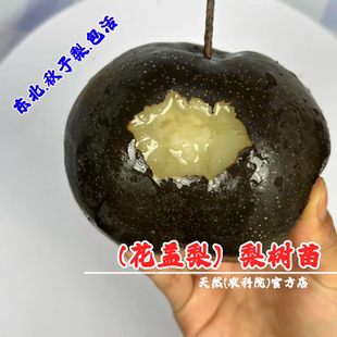 东北耐寒冻梨花盖梨树苗酸甜黑梨抗冻山梨果苗秋子梨苗南北方种植