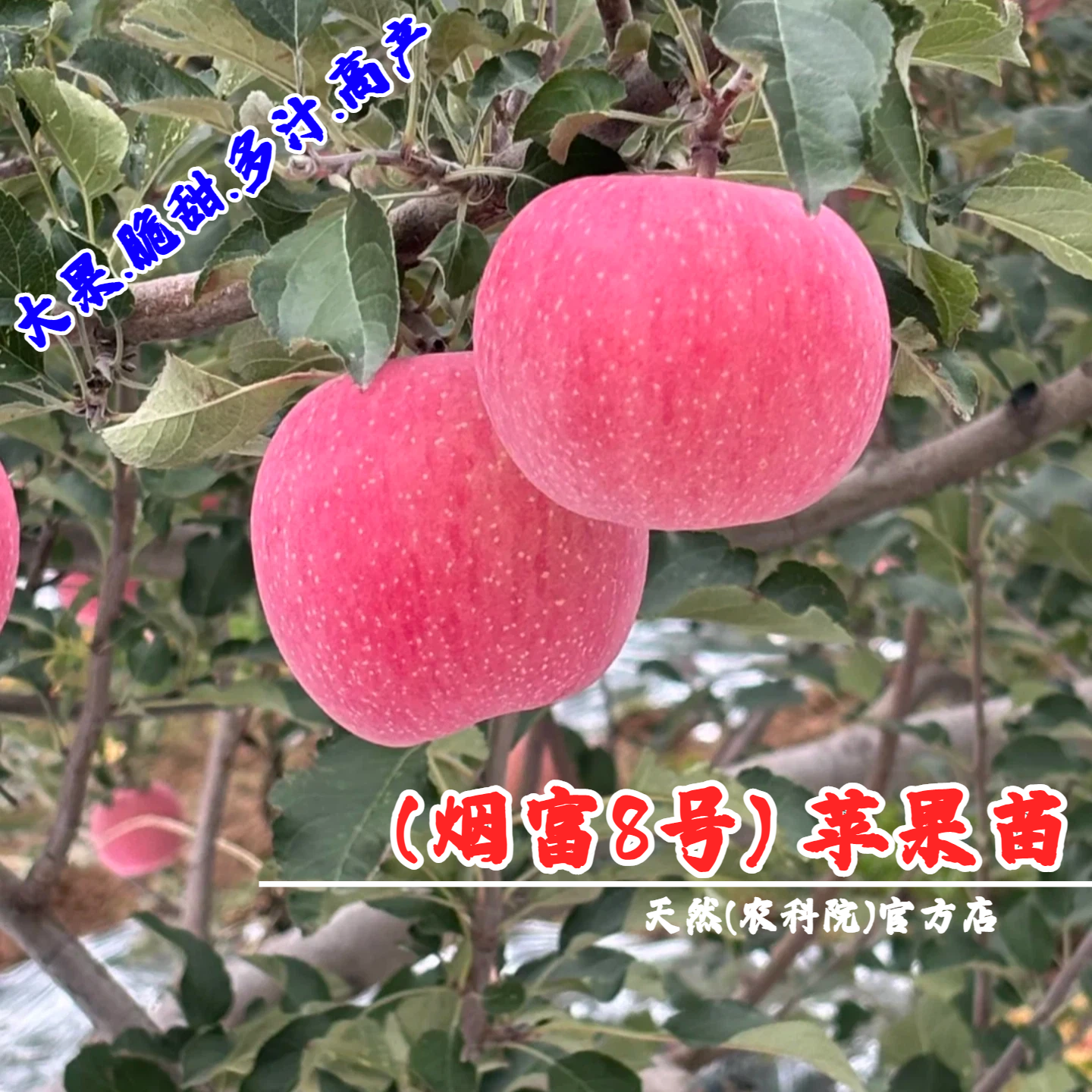 嫁接矮化烟富8号苹果苗特大烟台红富士神富一号苹果苗南北方种植