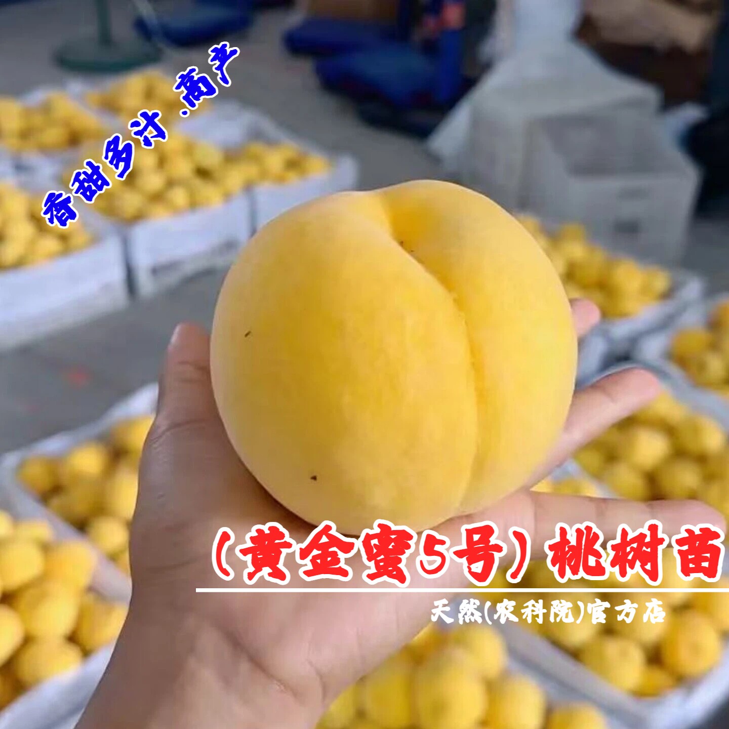嫁接8月晚熟脆甜黄桃树苗黄金蜜5号桃苗黄五庭院盆栽南方北方种植