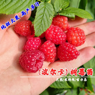 双季无刺波尔卡红树莓苗盆栽地栽爬藤纯甜覆盆子树苗南方北方种植