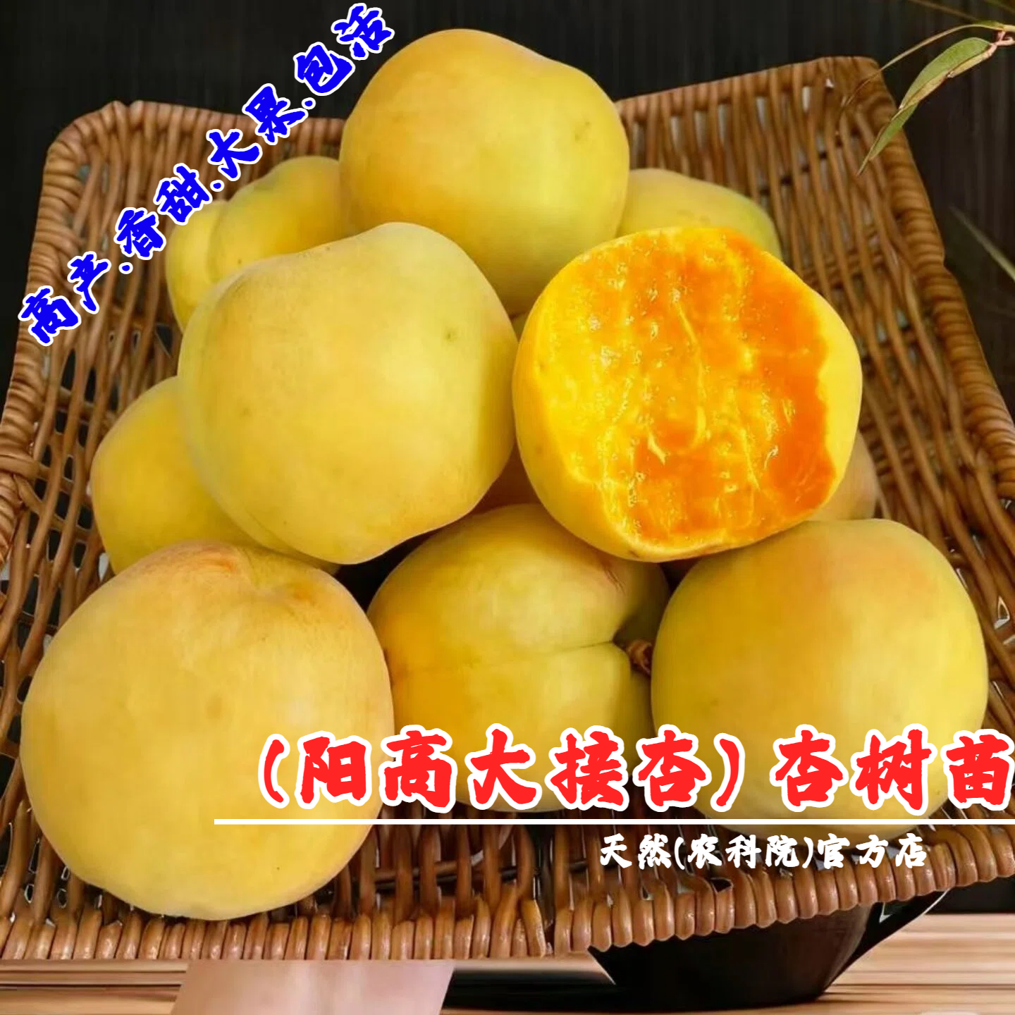 山西阳高大接杏树苗嫁接庭院特大杏子果苗香甜大揭杏苗南北方种植