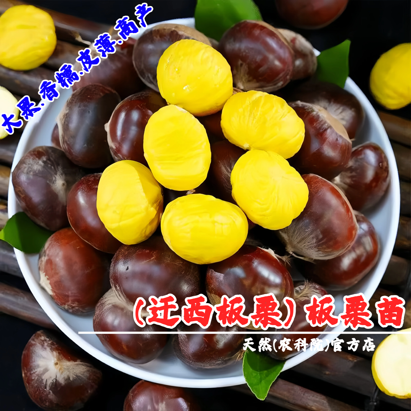 河北迁西板栗苗树嫁接板栗树苗矮化盆栽庭院地栽栗子树南北方种植