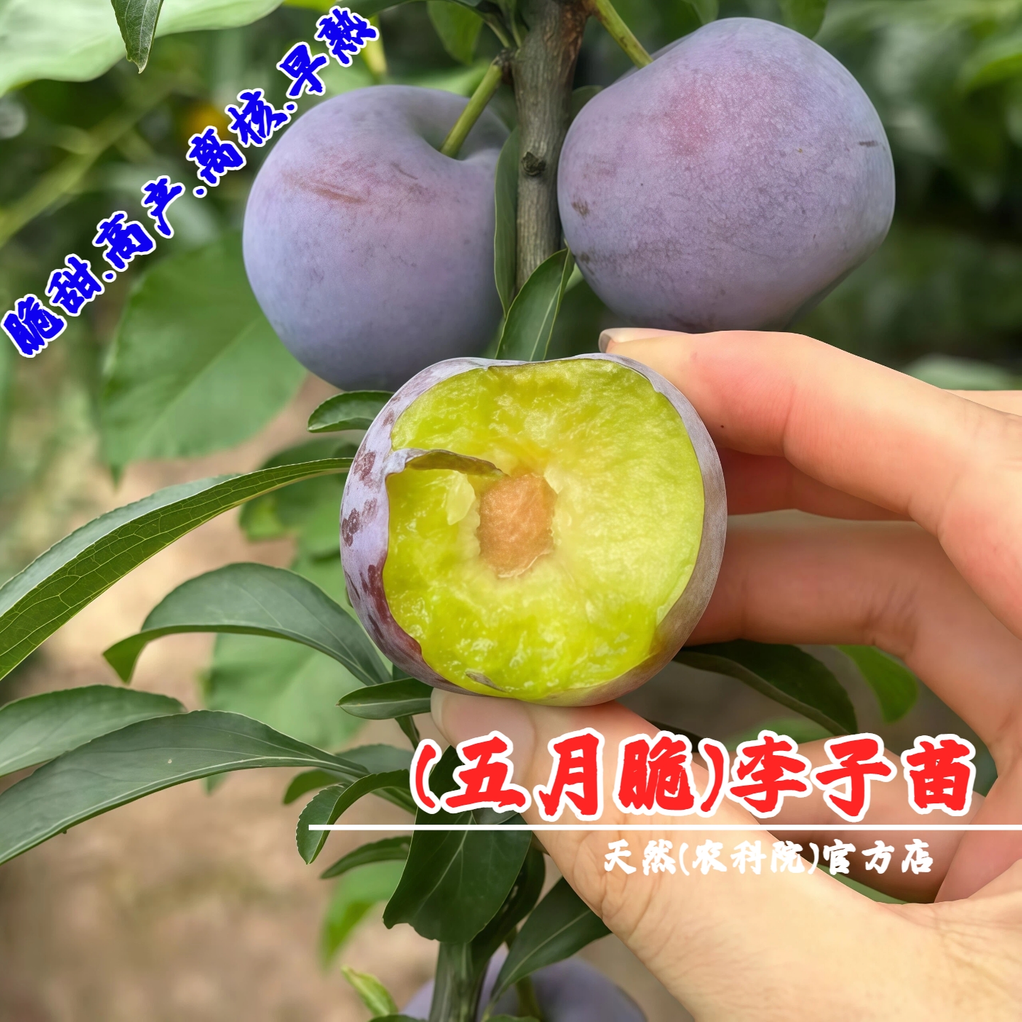 四川五月脆李子苗嫁接脆甜脱骨李树苗早熟一点红凤凰李树苖空心李