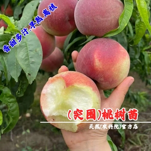 突围桃树苗春美桃树果苗脆甜早熟中桃3号桃苗特大水蜜桃软桃子树