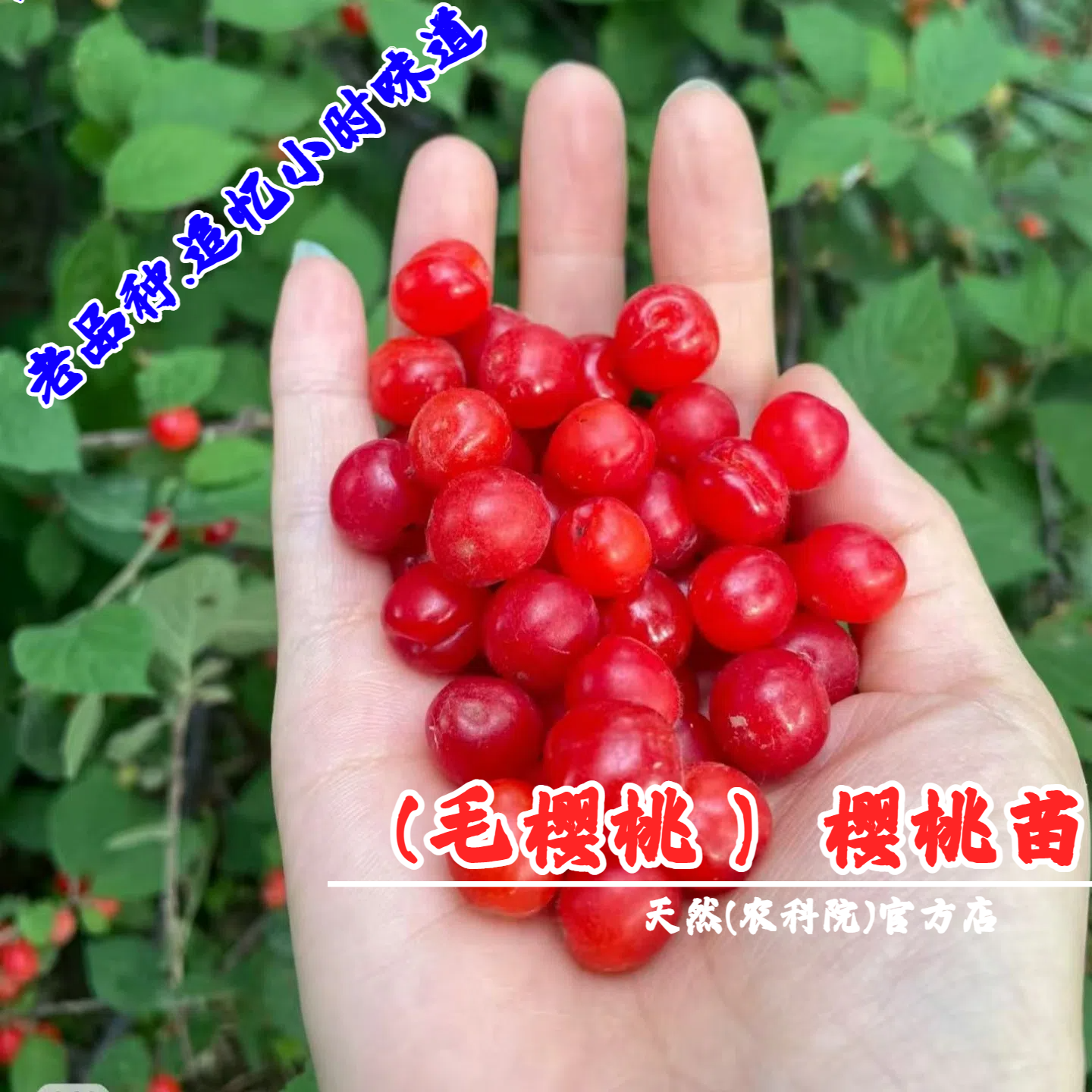 老品种毛樱桃树苖野生山樱桃树苗盆栽矮化东北小樱桃苗南北方种植