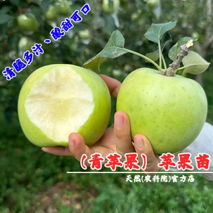 老品种苹果树苗澳洲青苹果树苗嫁接苹果树苗南方北方种植当年结果