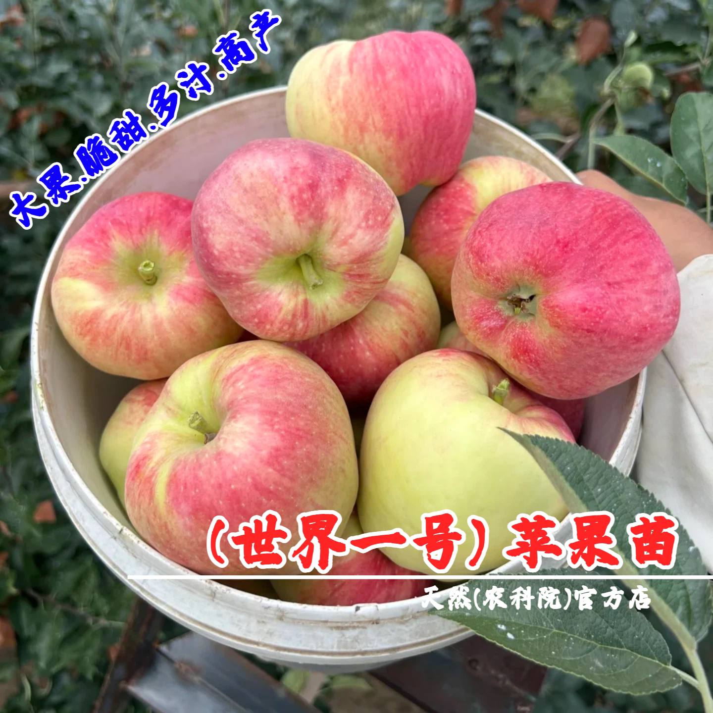 嫁接新品种甘肃早熟苹果树苗矮化盆栽庭院特大脆甜世界一号苹果苗