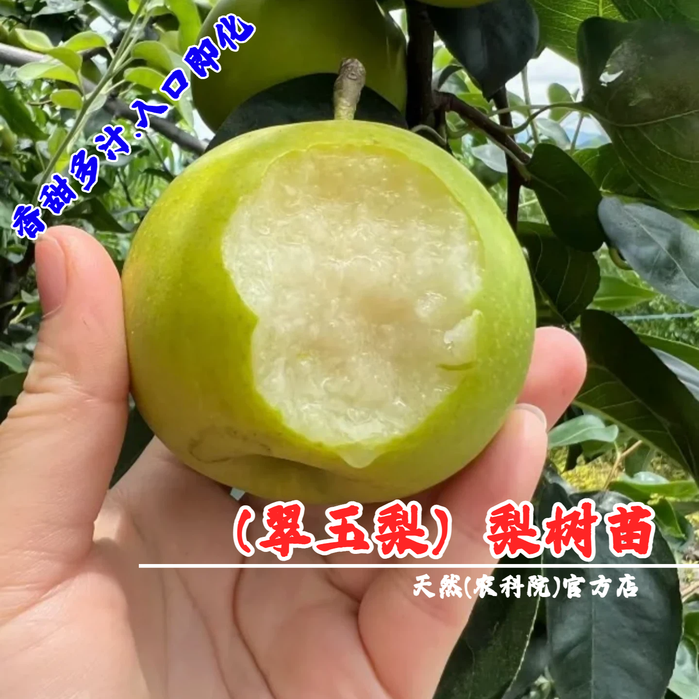 嫁接翡翠梨苗梨树果苗极早熟518翠玉梨树苗盆栽庭院南方北方种植