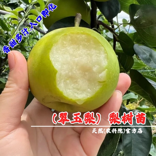 嫁接翡翠梨苗梨树果苗极早熟518翠玉梨树苗盆栽庭院南方北方种植