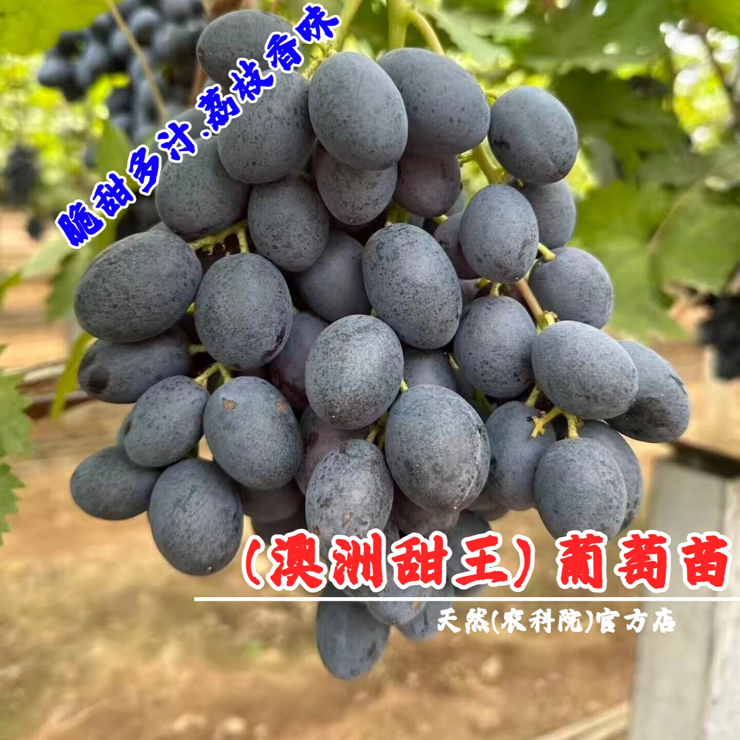 新品种黑色脆地球大果脆甜葡萄树苖嫁接澳洲甜王葡萄苗南北方种植