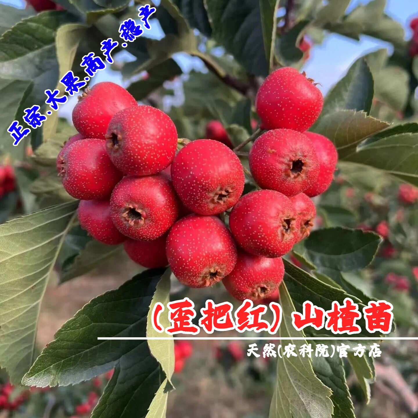 嫁接山楂树活苗大果歪把红山楂苗南北方种植盆栽庭院特大山楂果苗