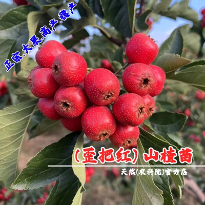 嫁接山楂树活苗大果歪把红山楂苗南北方种植盆栽庭院特大山楂果苗