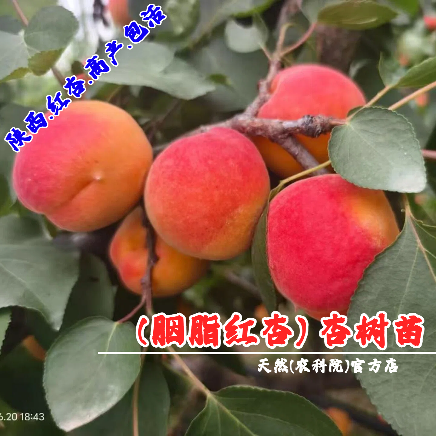 嫁接胭脂红杏树苗7月成熟红杏苗特大高产杏子树庭院南方北方种植