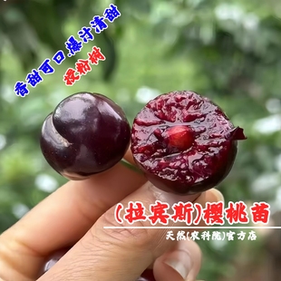 嫁接拉宾斯大樱桃苗自花授粉樱桃树苖授粉树车厘子树苗南北方种植